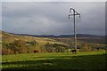 Cattle grazing in field