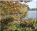 Autumnal Alton Water