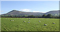 SO1428 : Sheep pasture west of Mynydd Troed by Jonathan Billinger