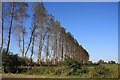 Trees at Sedge Fen