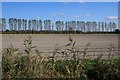 Farmland at Sedge Fen