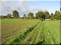 Looking NE along the footpath to Tilmanstone