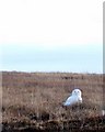 NB4358 : Snowy Owl, North Lewis by sylvia duckworth