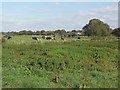 Grazing Cattle near Burton