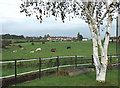 Grazing by the Caldon Canal, Staffordshire