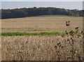 Field near Ousley Barn