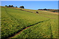 Paths in the grass near Stoke Hall