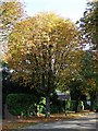 Horse Chestnut tree