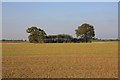 Farmland near Rose Green