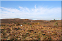 NJ0943 : Busy in the heather south of Loch Trevie by Des Colhoun