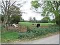 N8260 : Cattle at Dunlough, Co. Meath by JP