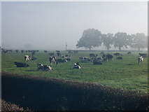 SJ4046 : Dairy cows at Dongray Hall by John Haynes