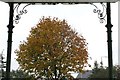 Dovecote Lane Bandstand and Tree