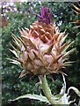 Cynara cardunculus ssp. cardunculus