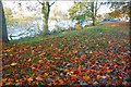 Autumn leaves, Coleraine