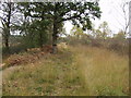 Bridle way along the edge of Fenn