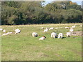 Sheep grazing near Bilmarsh