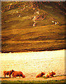 NC4757 : Highland cows on the shore of Loch Hope by Evelyn Simak