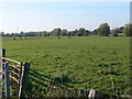 Farmland with friesians