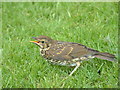 Young Song Thrush