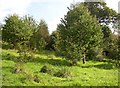 New woodland, Laugharne