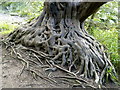 W6175 : Twisted Tree Roots in Blarney Castle Grounds by Andy Beecroft