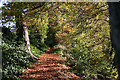 Leaf strewn pathway to the north of the Lossie near Bow Brig