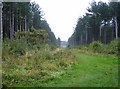 Ride in Bouldnor Copse