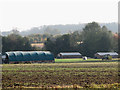 Poultry sheds and runs at Hall Farm