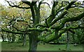 Tree in Burnbank Wood