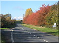 Autumn colour by A1120 at junction with Fen Lane