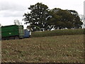 Maize harvesting