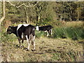 Cow and calf grazing Cadney Moss