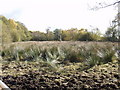 Hard Rush on Cadney Moss