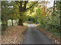 Lane through Garden Plantation