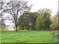 Trees on ancient parkland