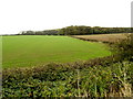 Suddle Wood from the A18