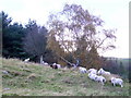 Sheep at Branchill