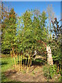 Bamboo at Batsford