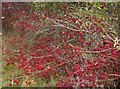 Roadside berries