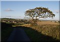 Tree by the lane to Stonyland