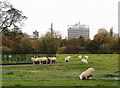 NY4056 : Sheep grazing in Rickerby Park by Rose and Trev Clough