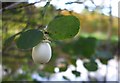 Snowberry plant