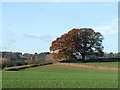 Crop Fields near Haughton, Shropshire