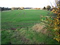 Grassland Near Radmoor