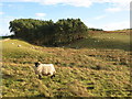 NY8260 : Pastures and woodland near Nilston Rigg by Mike Quinn