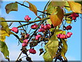 Hedgerow in Flower