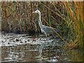 Heron at Nationwide, Swindon