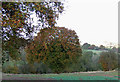 Trees by the Crop Field, near Haughton, Shropshire