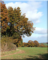 SO6291 : Crop Field by Chapel Farm, Lower Netchwood, Shropshire by Roger  D Kidd